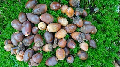 Ein Bild mit Eicheln, die im grünen Moos liegen.